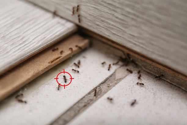 Best Insect Control  in Bloomfield, IN
